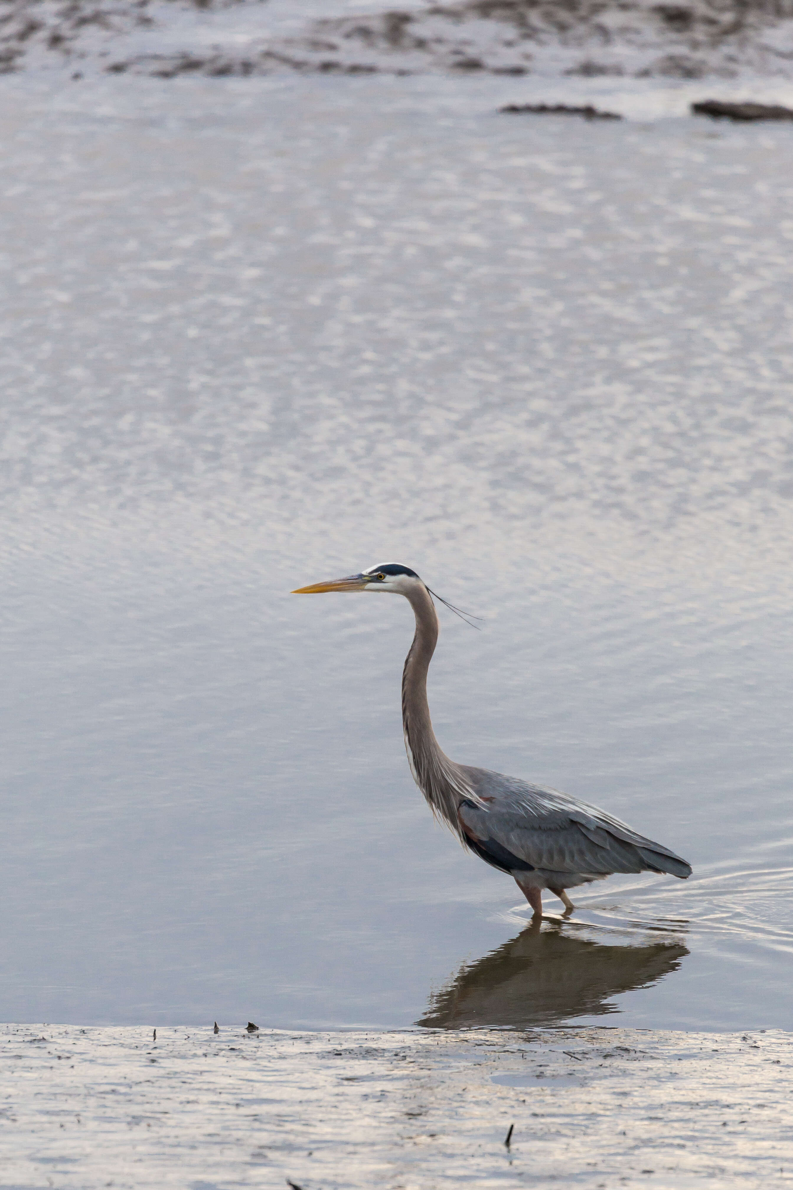 Image of Great Blue Heron