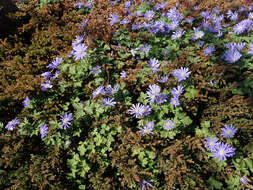 Image of Balkan Anemone