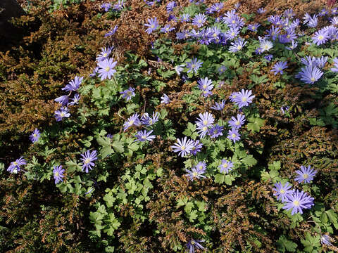 Image of Balkan Anemone