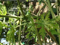 Papaya ringspot virus resmi