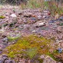 Image of Lead moss