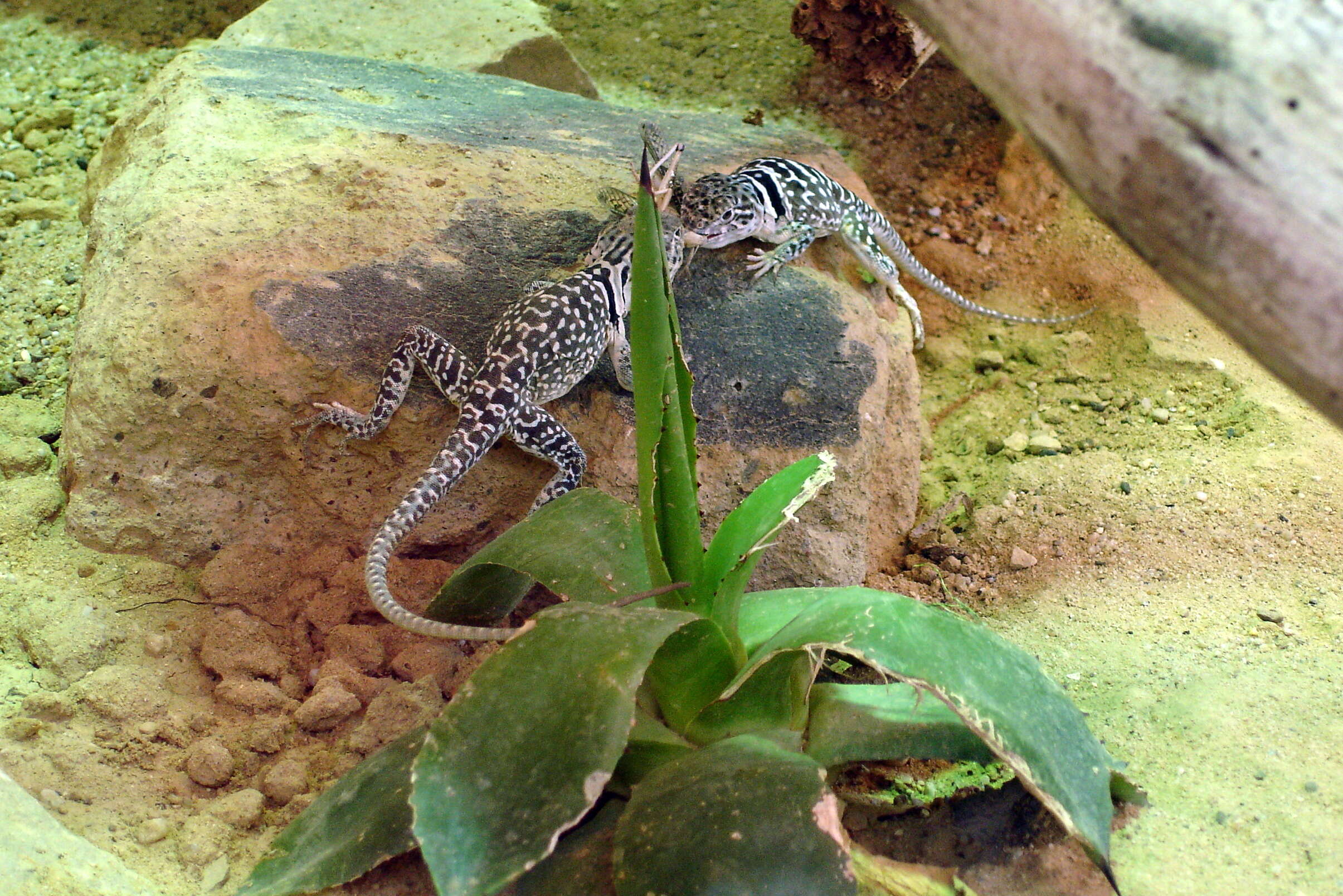 Image of Eastern Collared Lizard