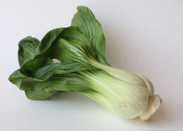 Image of pak choi