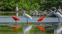 Image of Scarlet Ibis