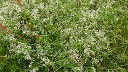 Imagem de Galium saxatile L.