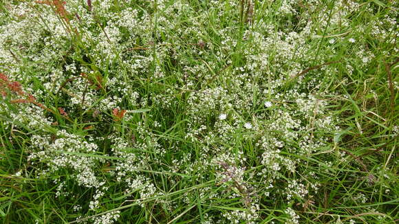 Слика од Galium saxatile L.