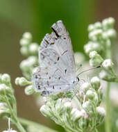 Image of holly blue