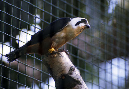 Image of Collared Falconet