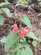 Stachys coccinea Ortega resmi