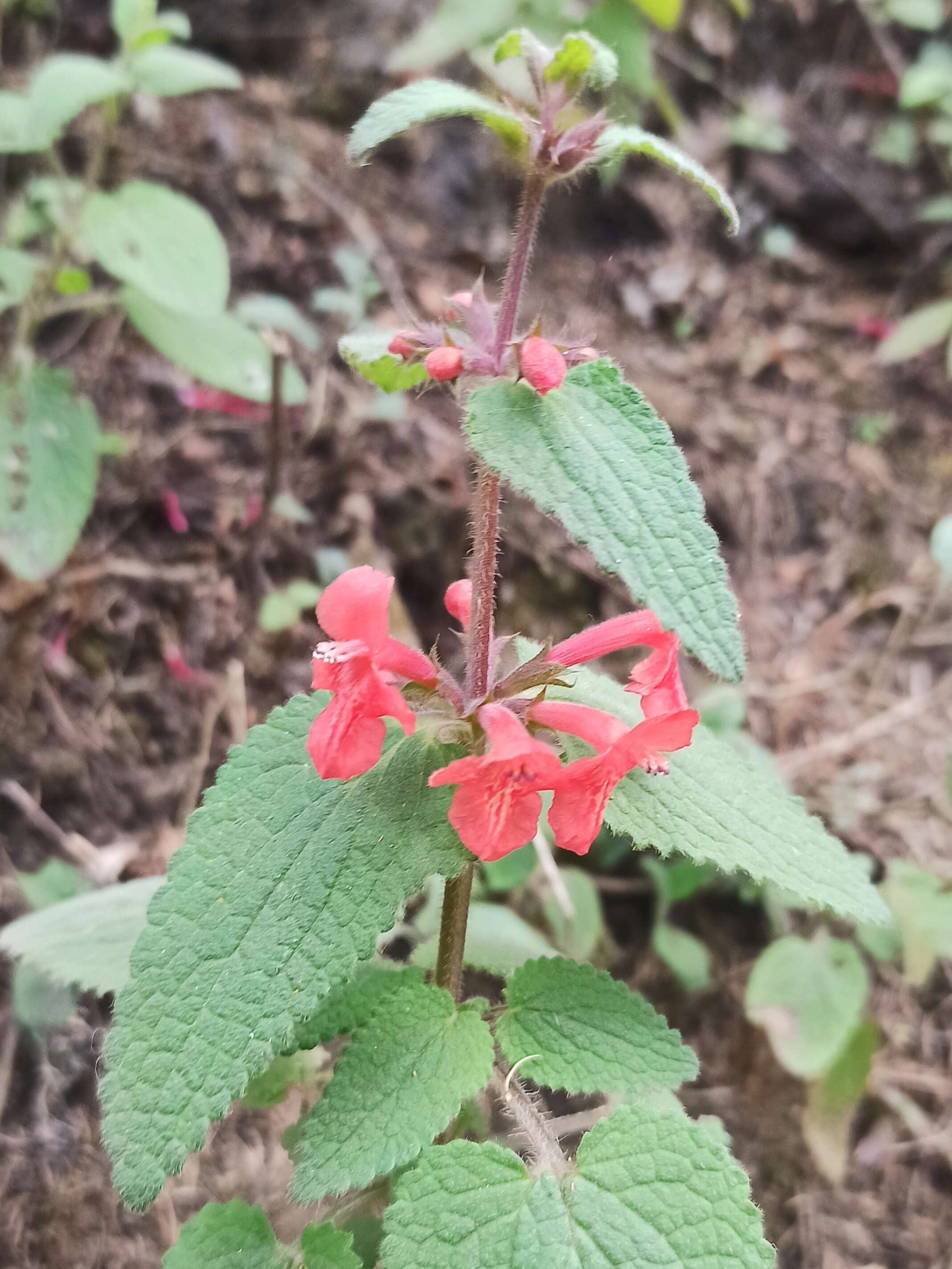 Stachys coccinea Ortega resmi