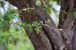 Image of Ebony Blackbead