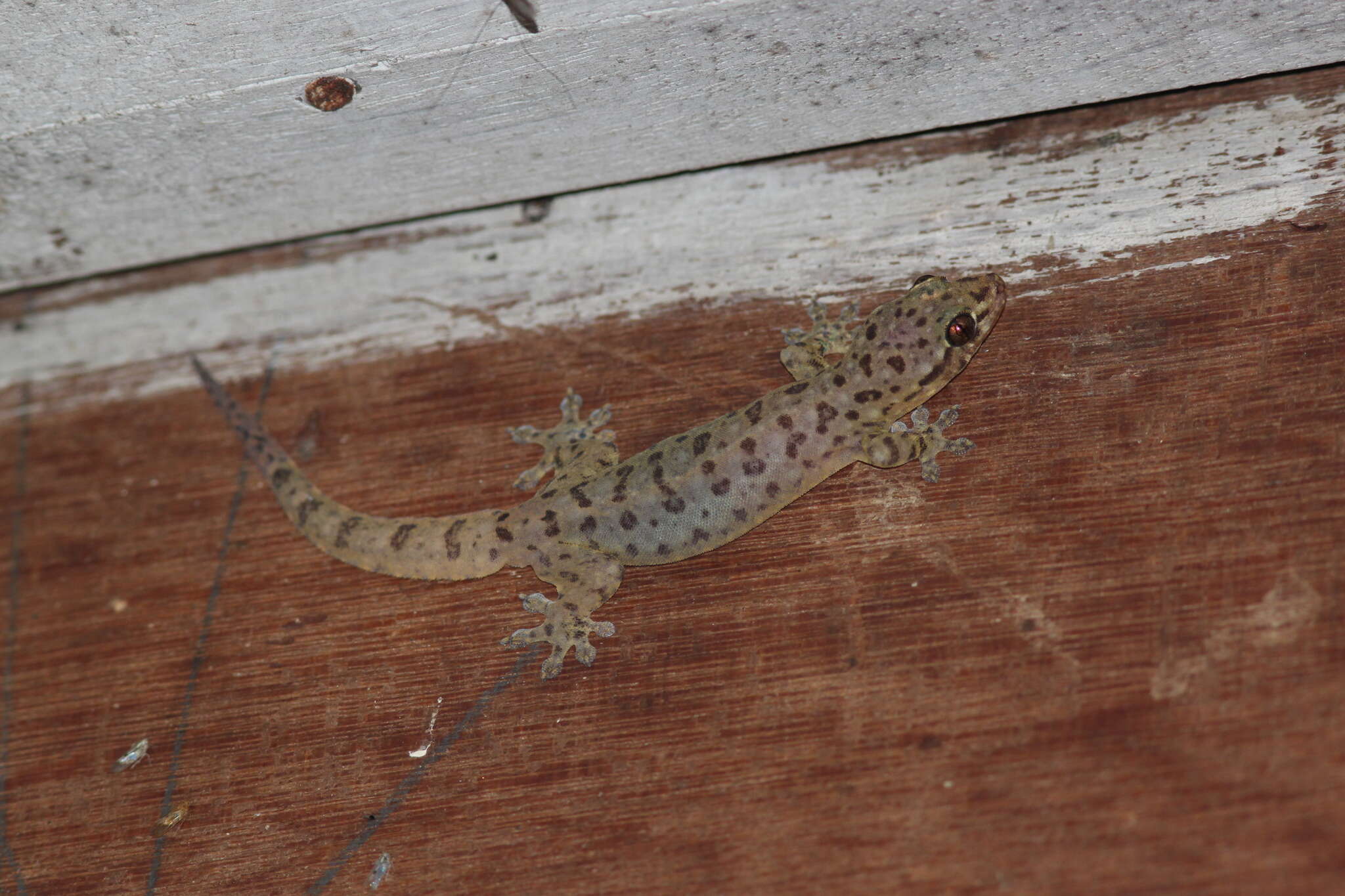 Gehyra mutilata (Wiegmann 1834) resmi