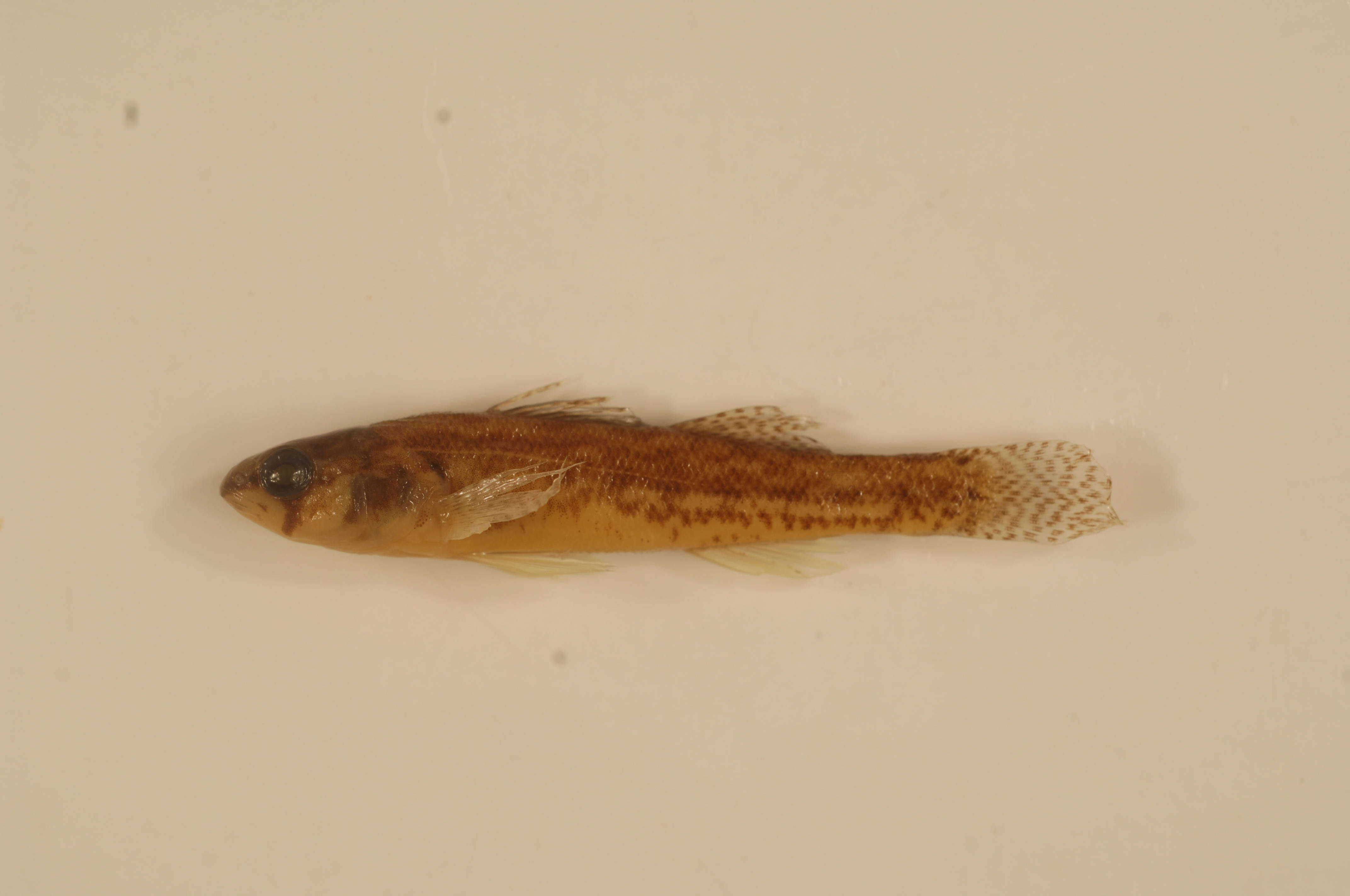 Image of Iowa Darter