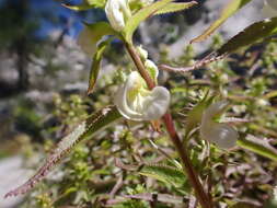 Image of sickletop lousewort