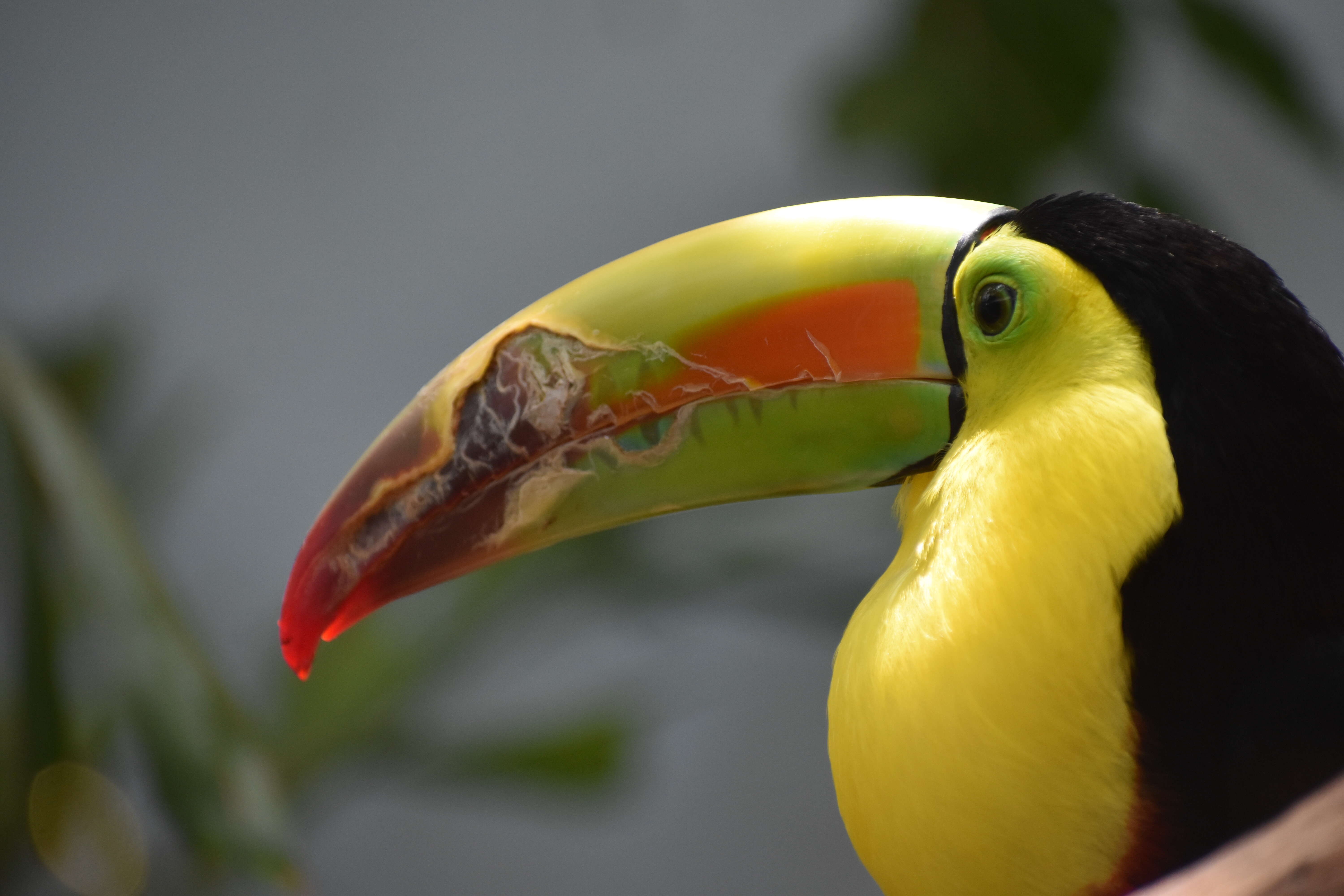 Image of Keel-billed Toucan