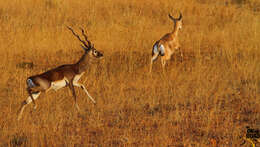 Image of Blackbuck