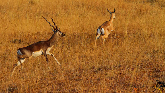 Image de Antilope Pallas 1766