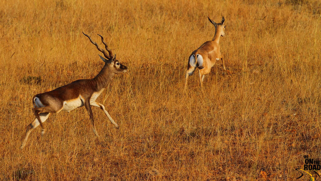 Image of Blackbuck