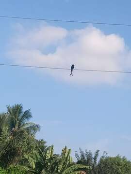 Image of Black Drongo