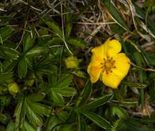 Image of Potentilla aurea L.