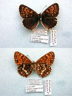 Image of Melitaea diamina