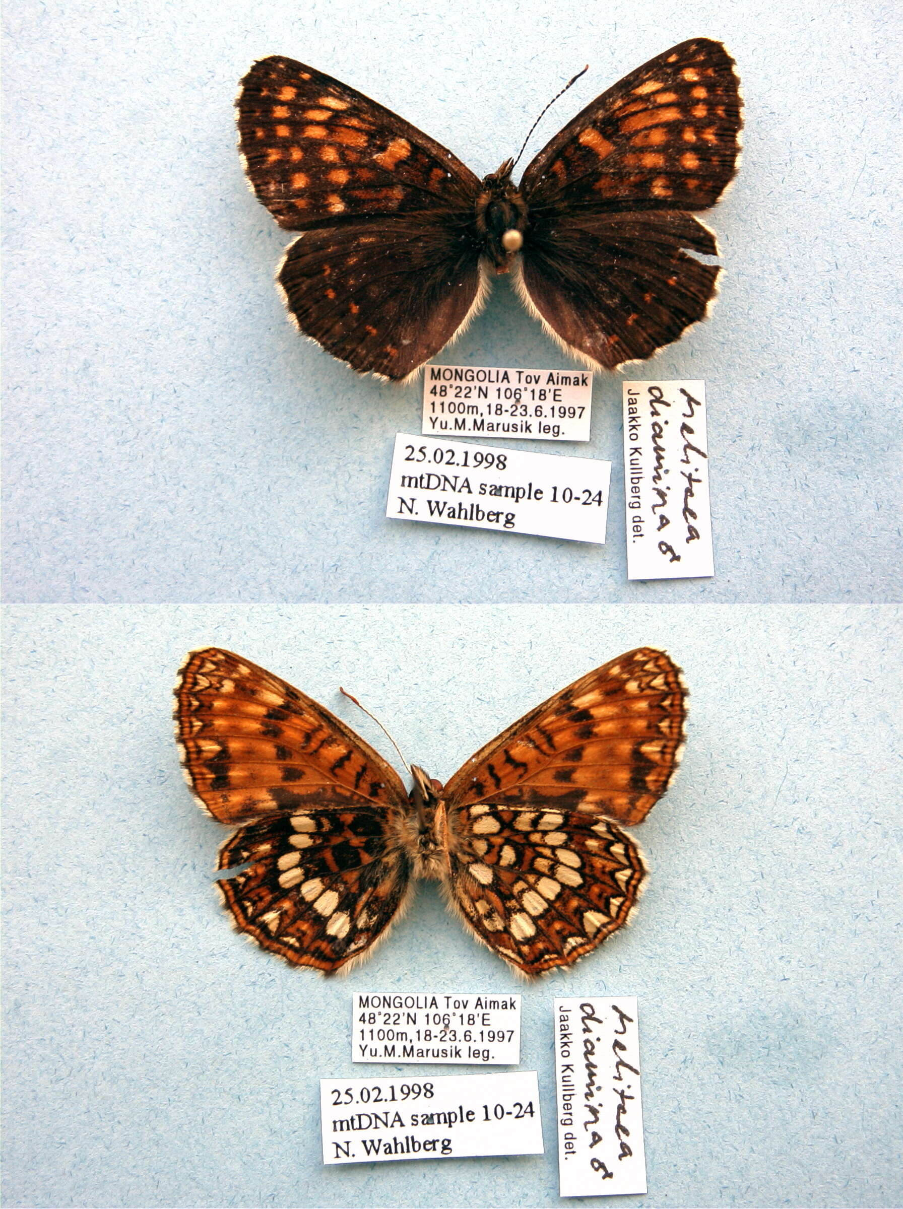 Image de Melitaea diamina