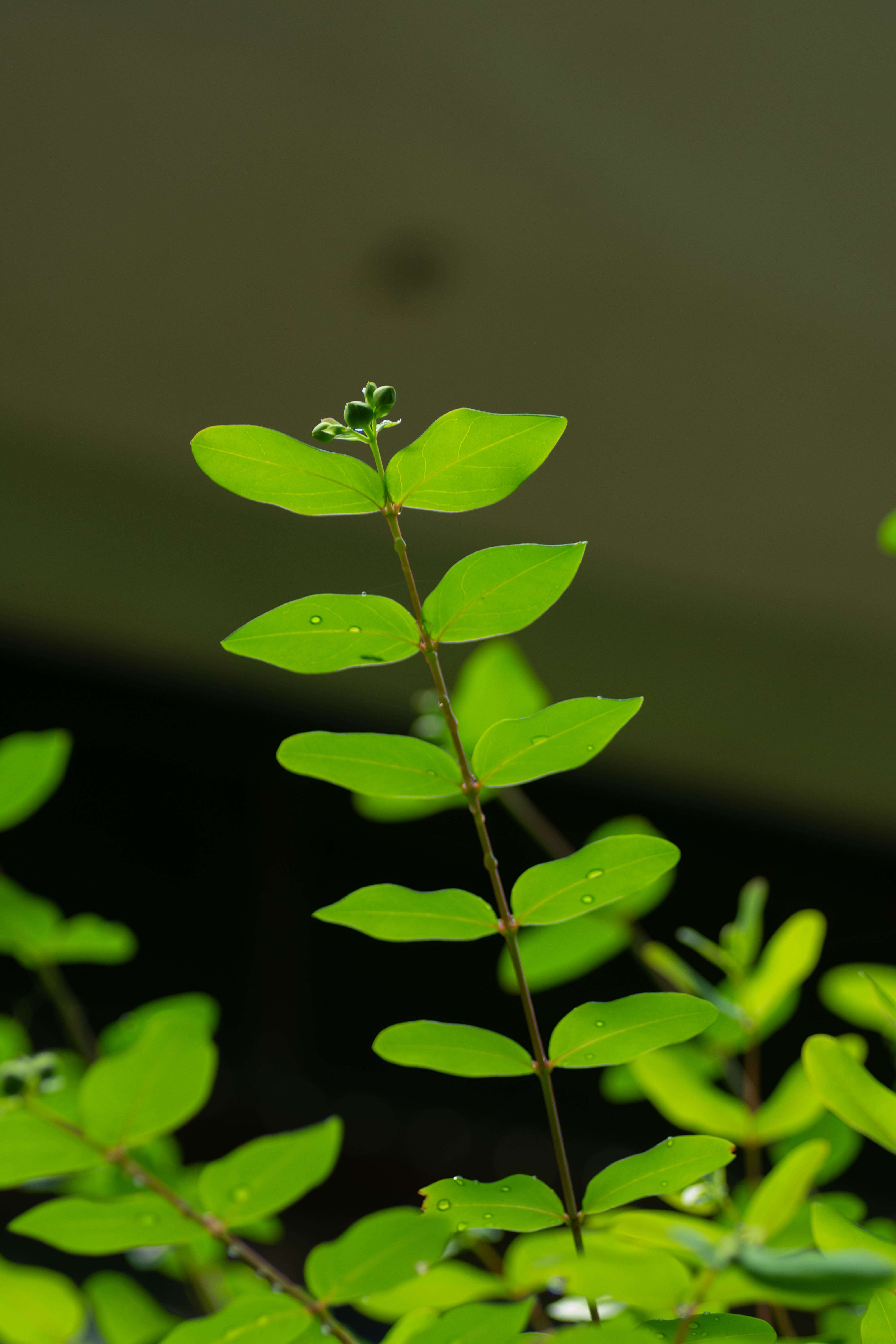 Imagem de Hypericum patulum C. P. Thunberg ex A. Murray