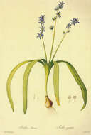 Image of Scilla amoena L.