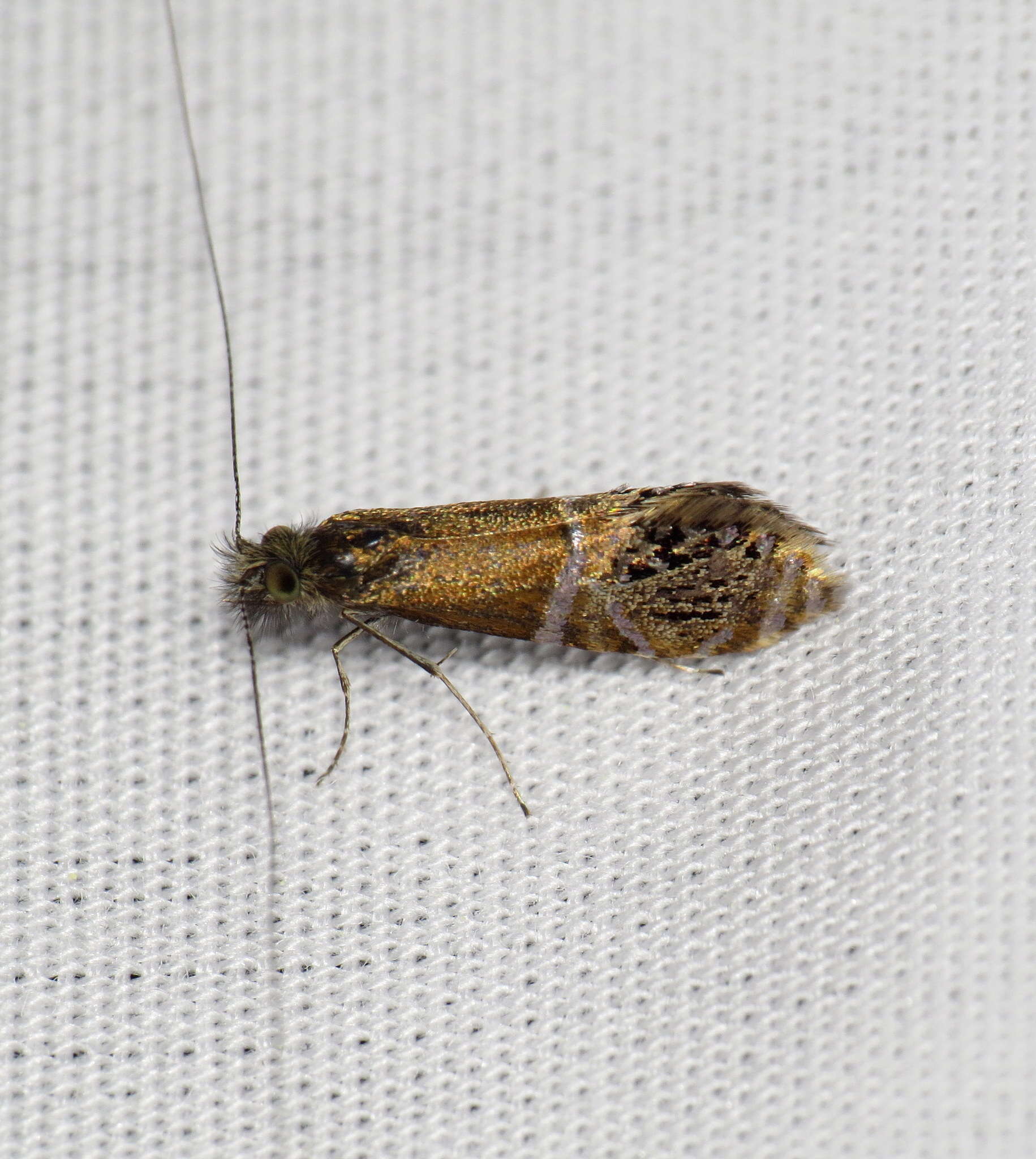 Image of Ridings' Fairy Moth