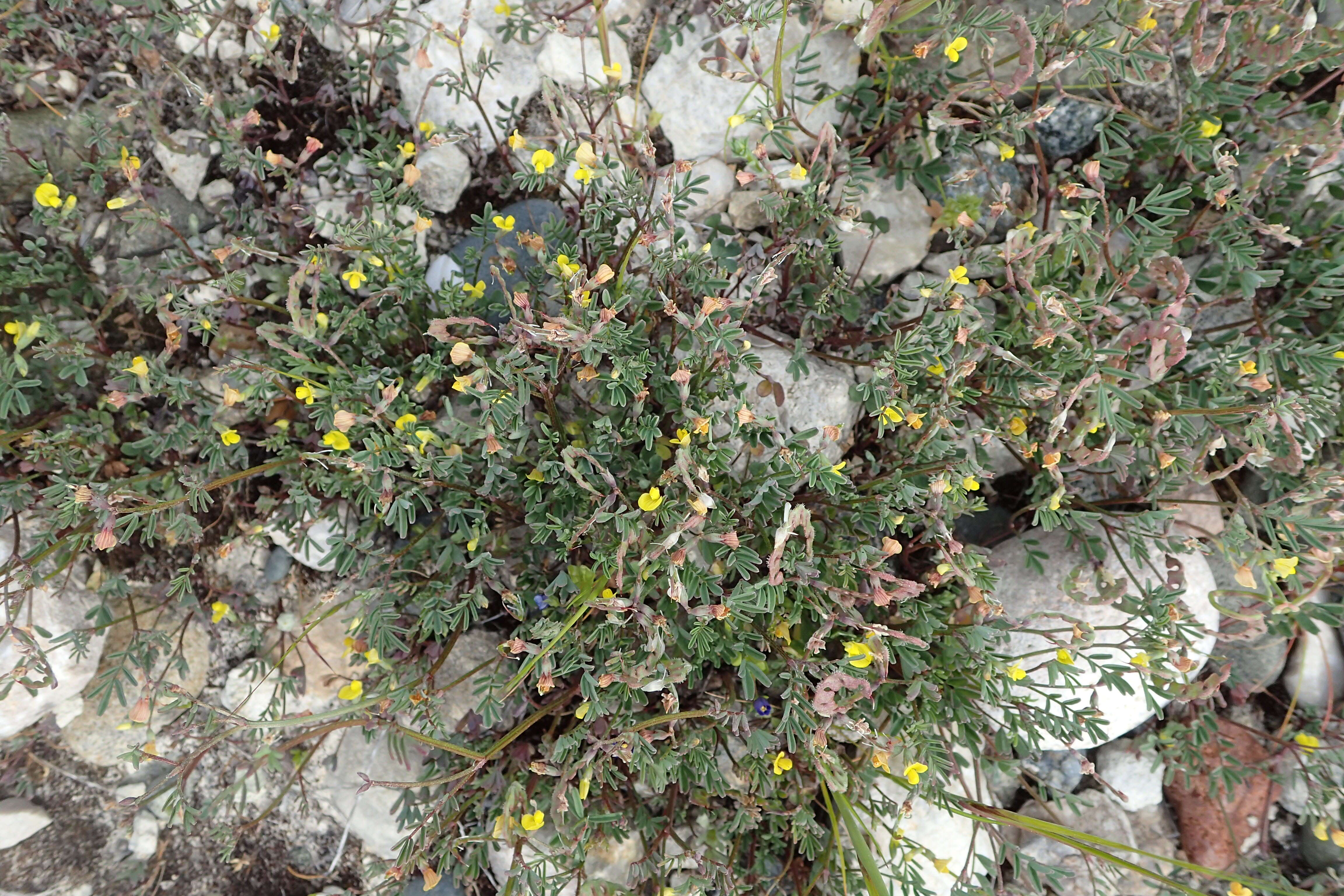 Image of Hippocrepis ciliata Willd.