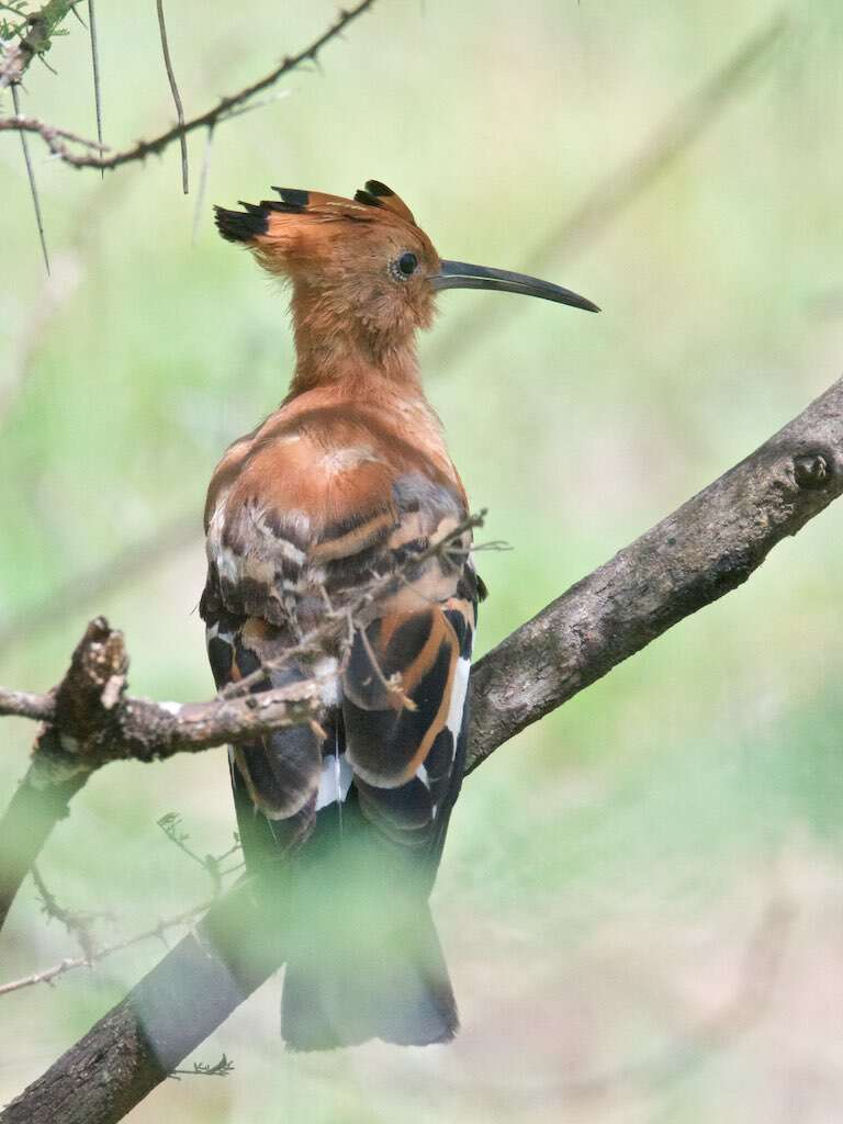 Image of African Hoopoe