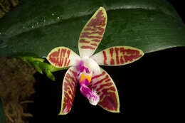 Image of Phalaenopsis corningiana Rchb. fil.