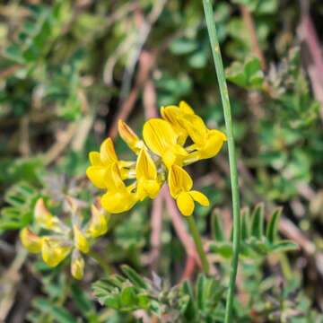 Image of Horseshoe-vetch