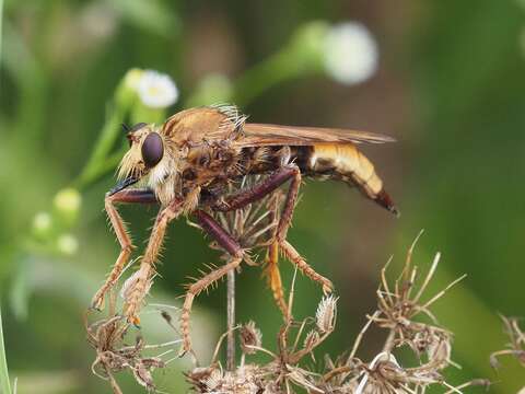 Image of Hornet robberfly