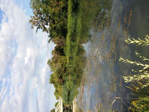 Image of Loddon Pondweed