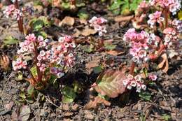 Image of Bergenia ciliata (Haw.) Sternb.