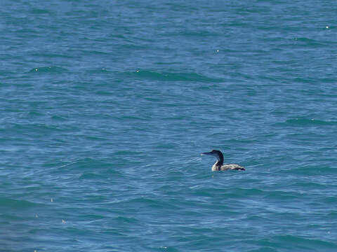 Image of loons