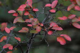 Cotoneaster acutifolius Turcz. resmi