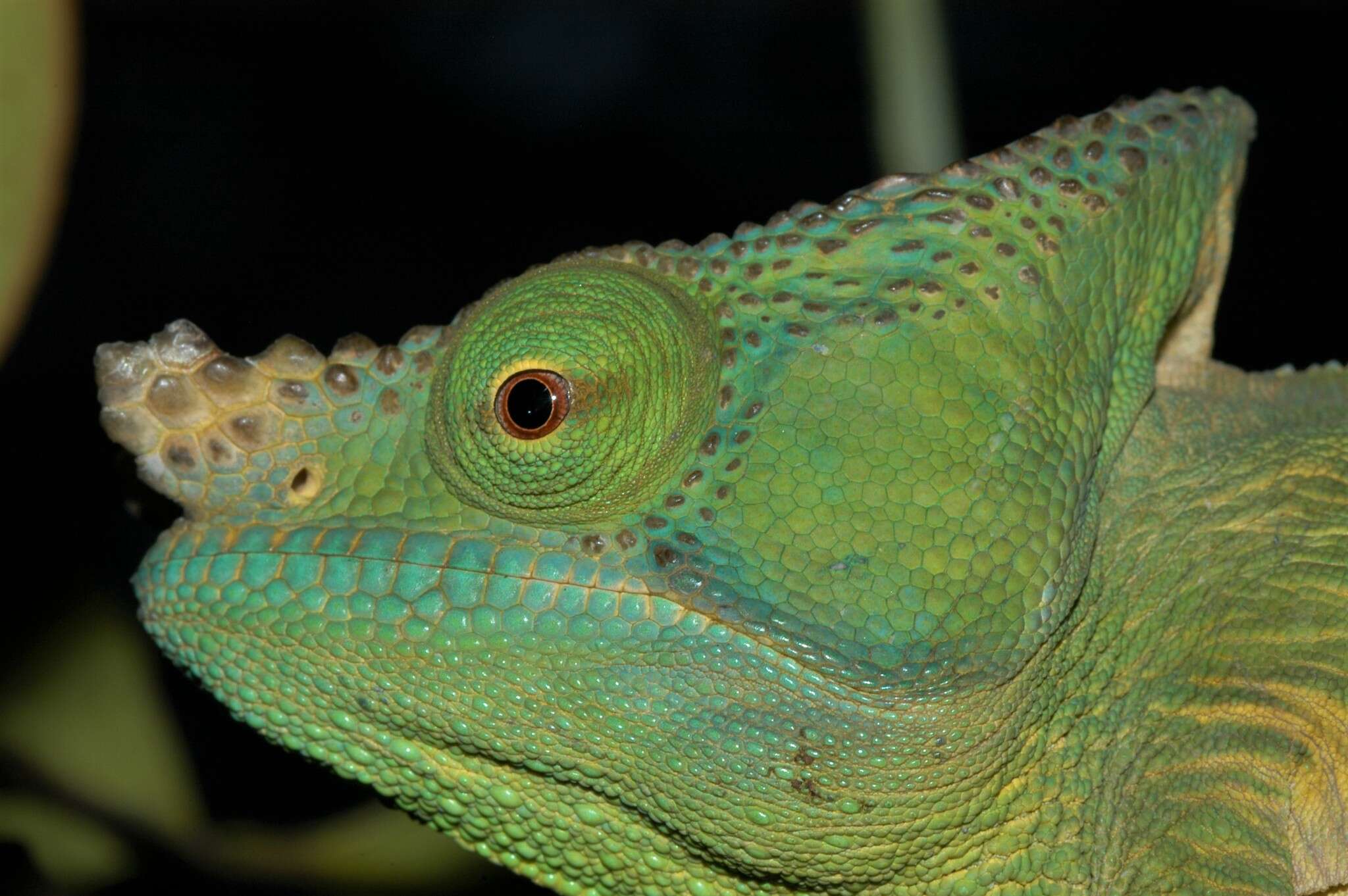 Image of Parson's Chameleon