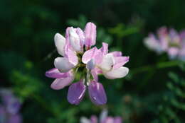 Image of crown vetch