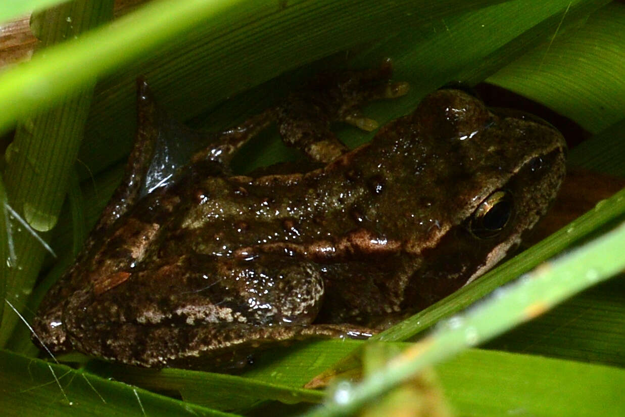 Image of Common frog