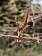 Image of Japanese Tree Lilac