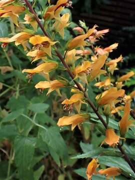 Imagem de Digitalis canariensis L.