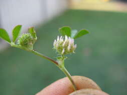 Image de Trifolium glomeratum L.