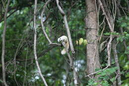 Image of Finlayson’s Squirrel