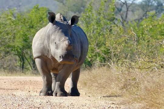 Image of Grass Rhinoceros