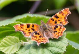 Image of Comma