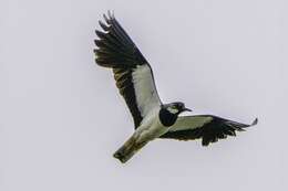 Image of Lapwing