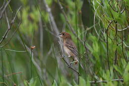 Image of Blue Grosbeak