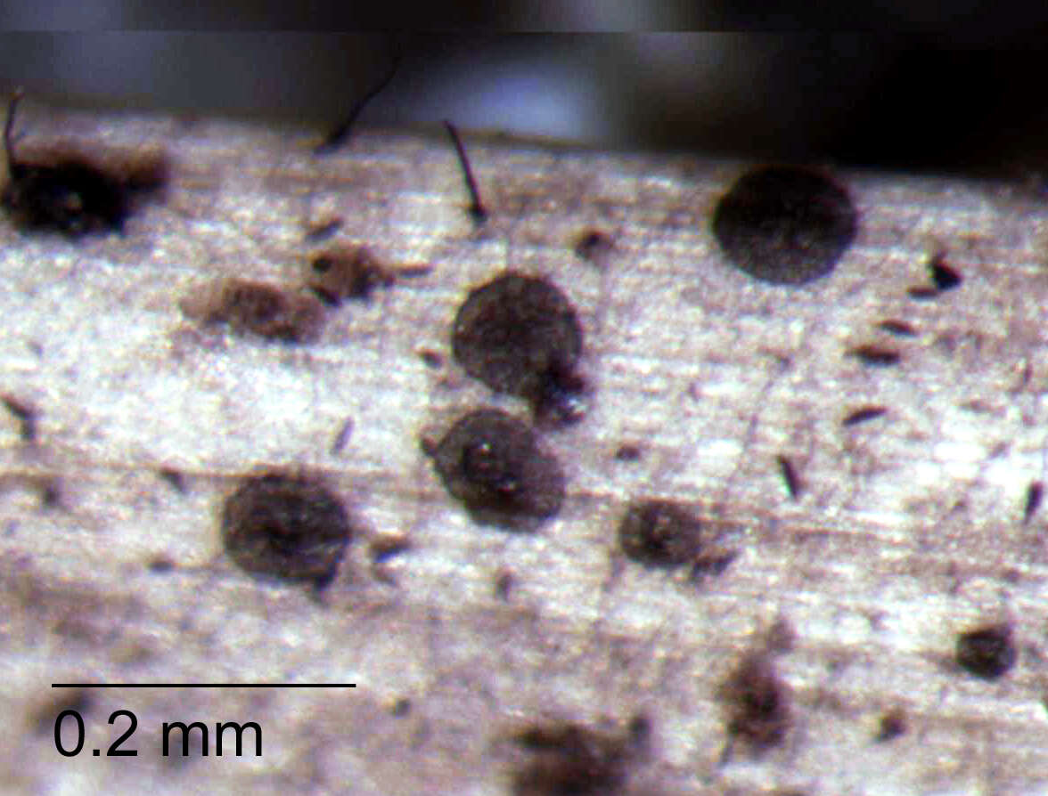 Image of Microthyriales